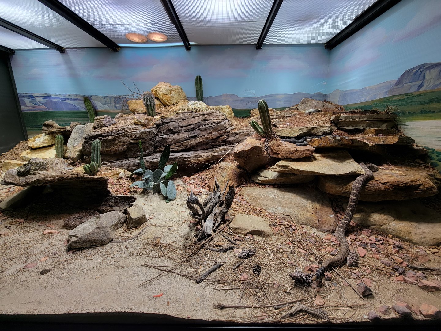 Toledo, Promedica Museum - Venomous Snakes, Large rattlesnake exhibit