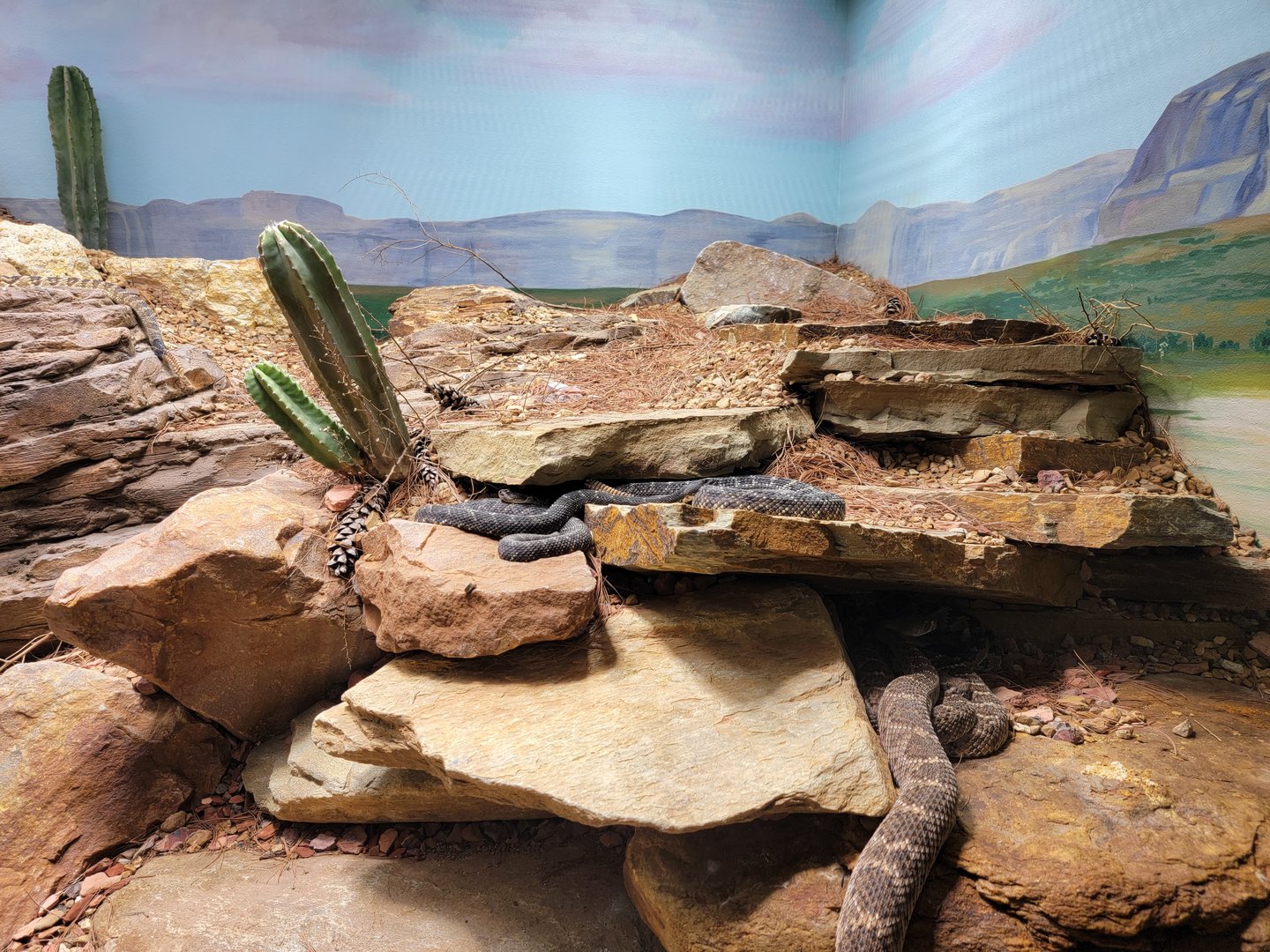 Toledo, Promedica Museum - Venomous Snakes, Large rattlesnake exhibit