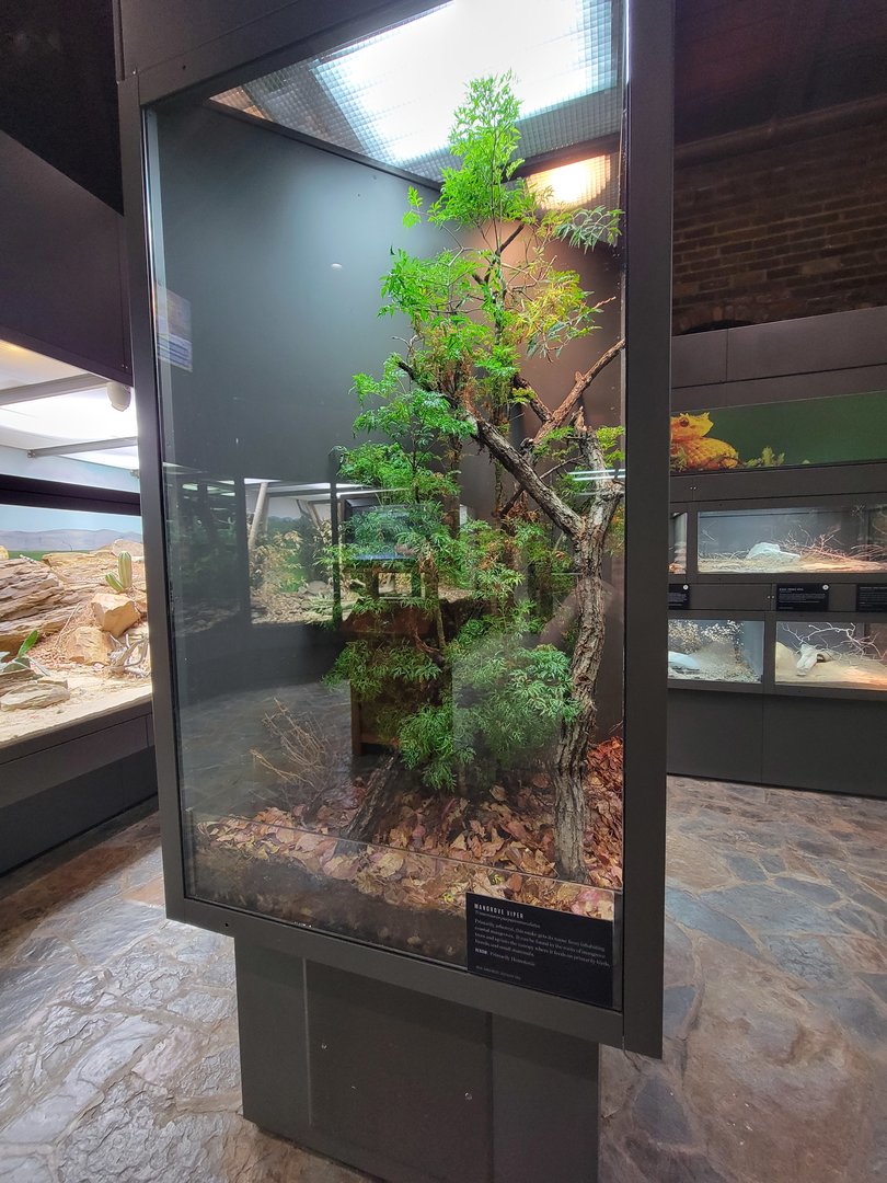 Toledo, Promedica Museum - Venomous Snakes, Mangrove viper, Trimeresurus purpureomaculatus