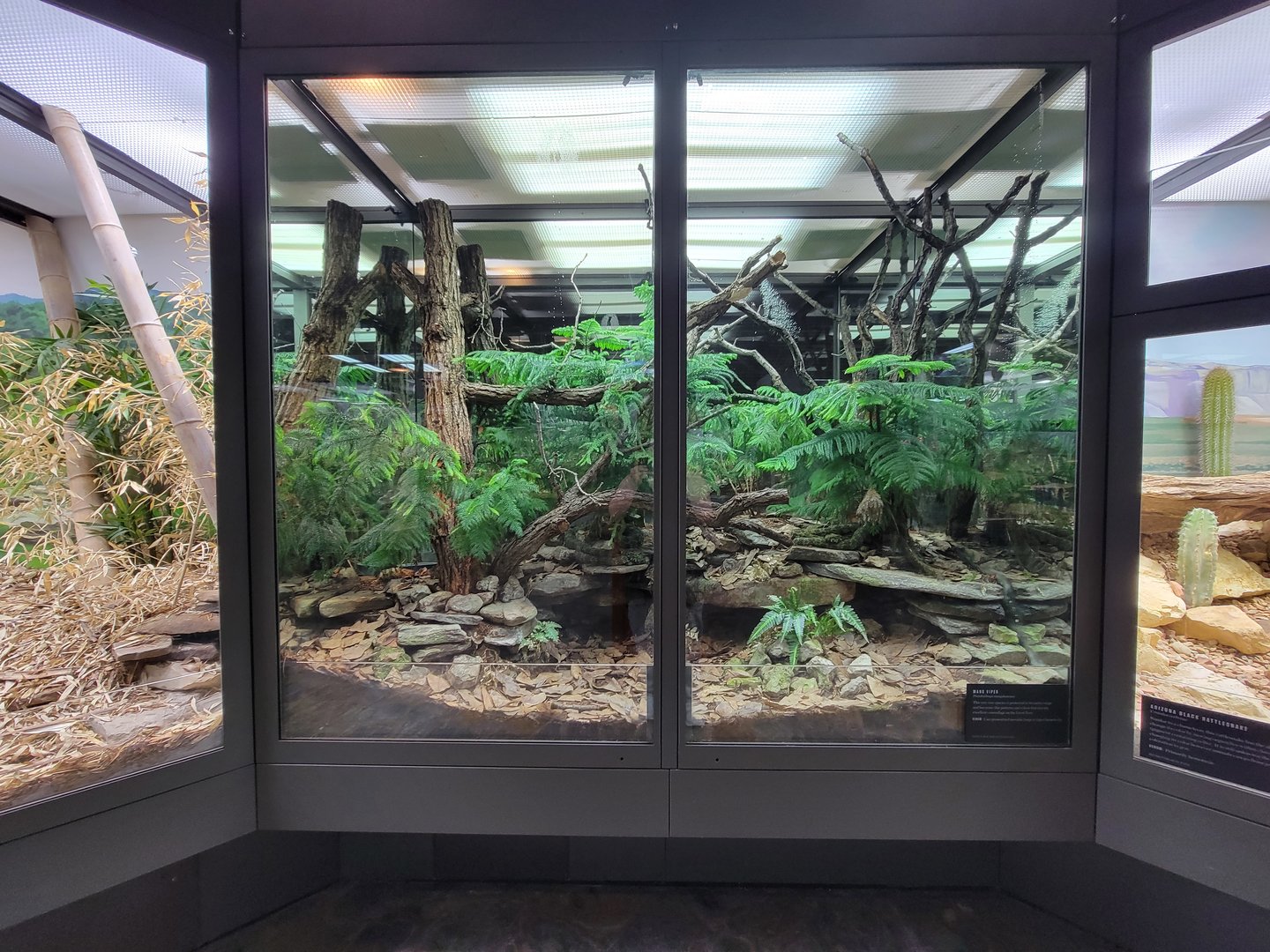 Toledo, Promedica Museum - Venomous Snakes, Mangshan pit viper, Protobothrops mangshanensis