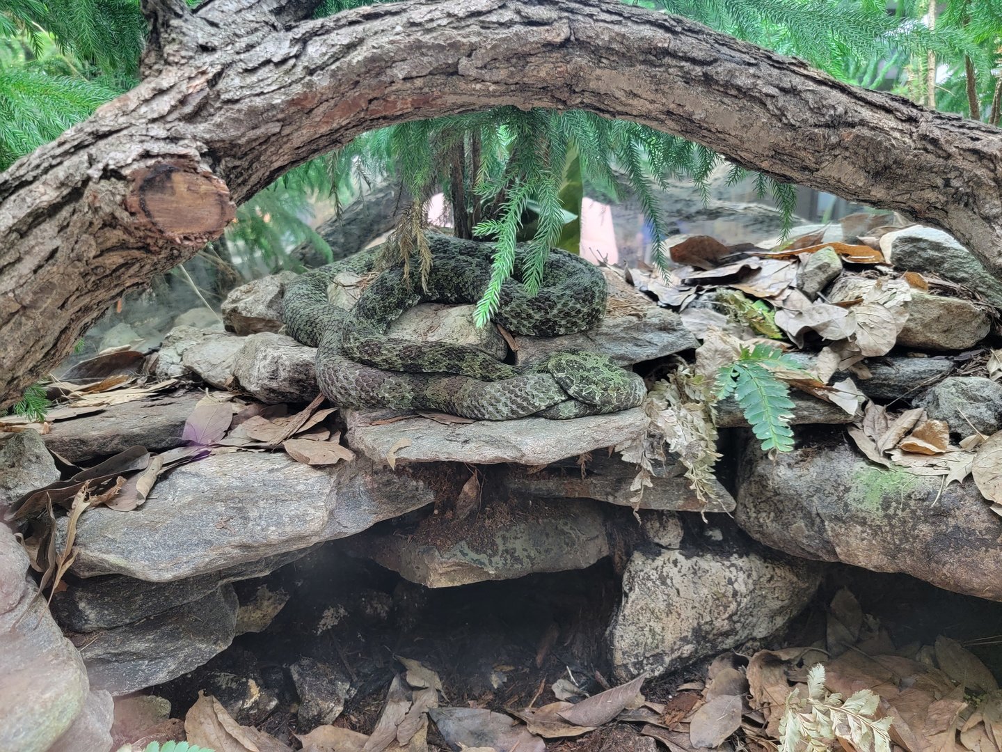 Toledo, Promedica Museum - Venomous Snakes, Mangshan pit viper, Protobothrops mangshanensis