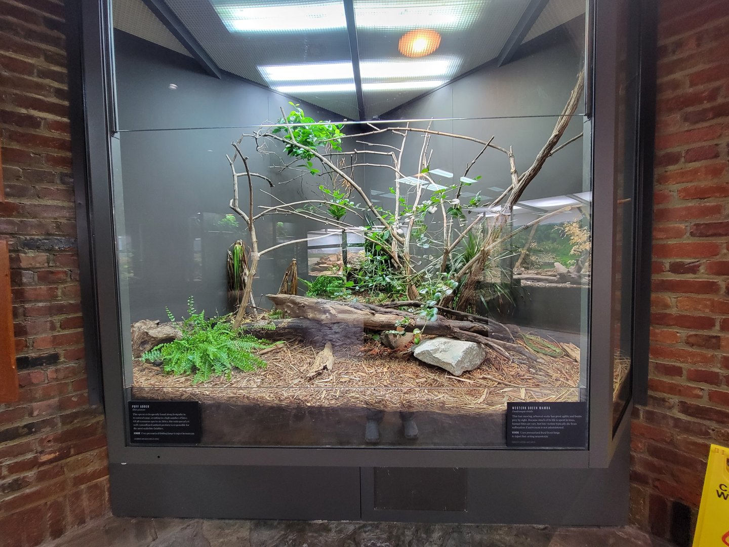 Toledo, Promedica Museum - Venomous Snakes, Puff adder (Bitis arietans) and Western green mamba (Dendroaspis viridis)