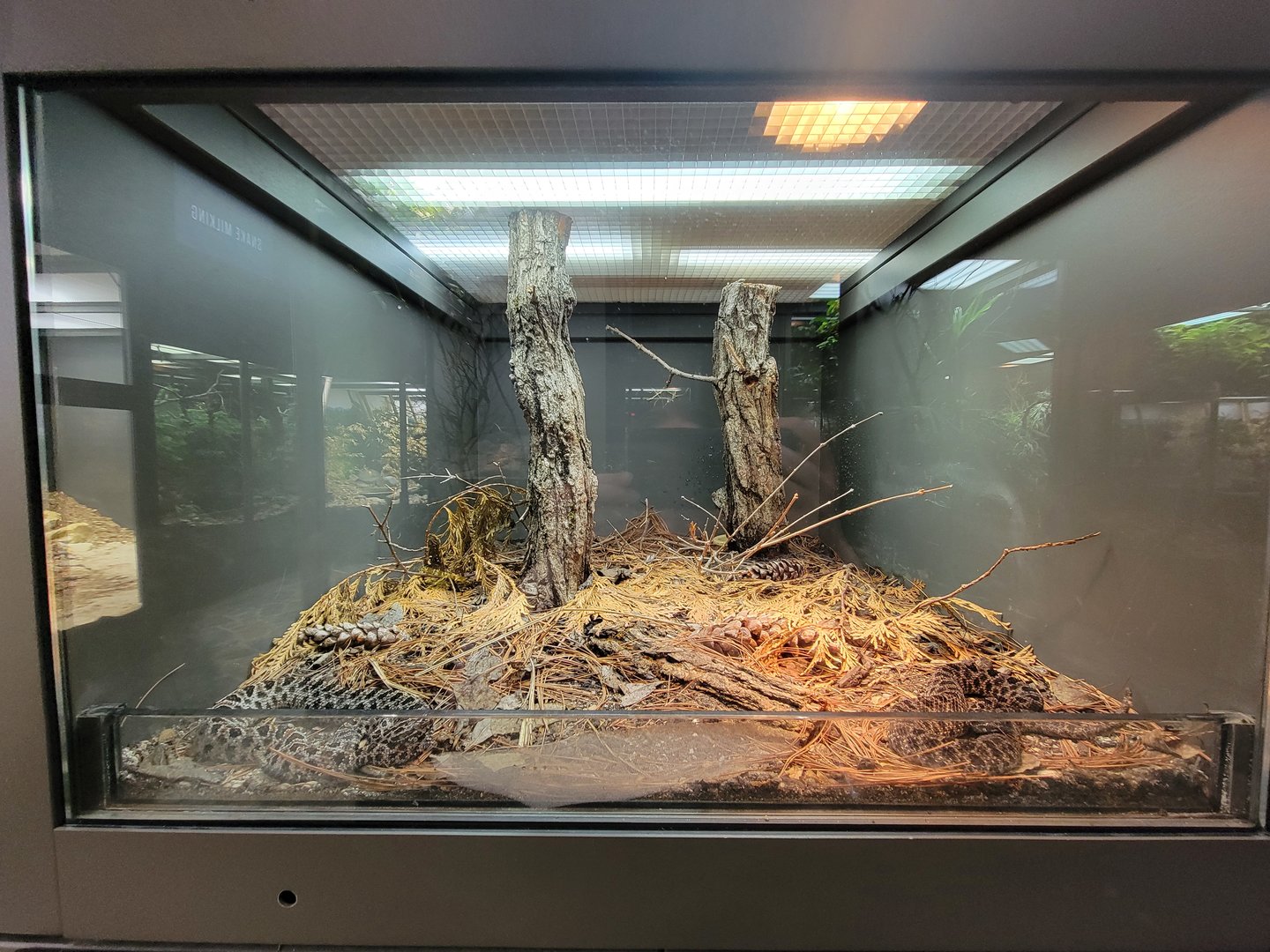 Toledo, Promedica Museum - Venomous Snakes, Pygmy rattlesnake, Sistrurus miliarius