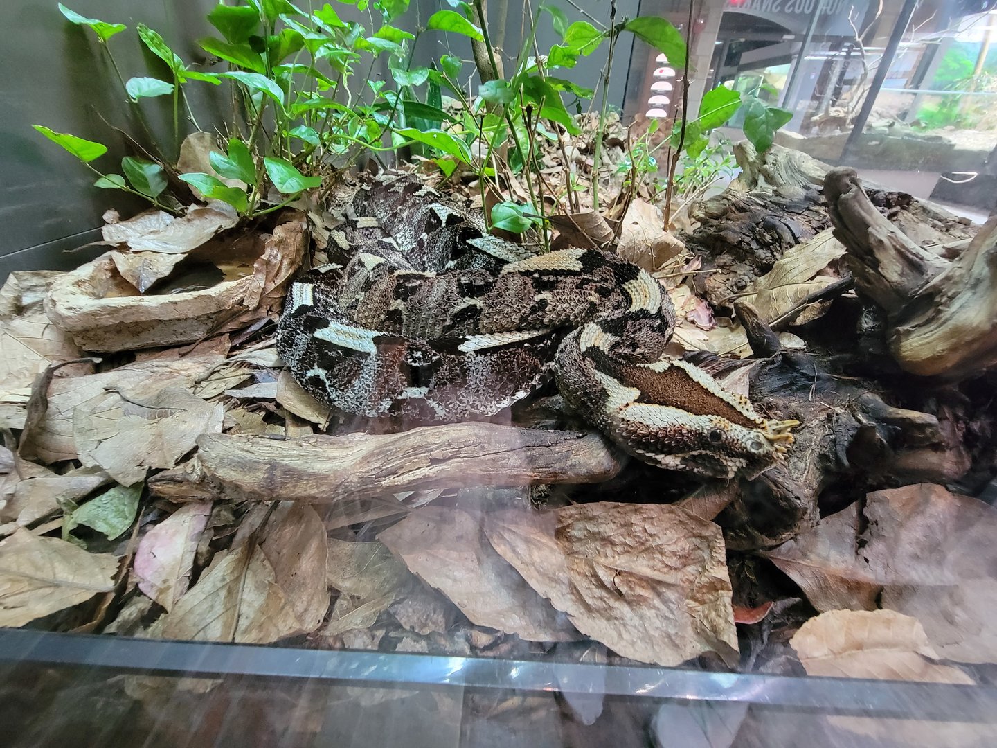 Toledo, Promedica Museum - Venomous Snakes, Rhinoceros viper, Bitis nasicornis
