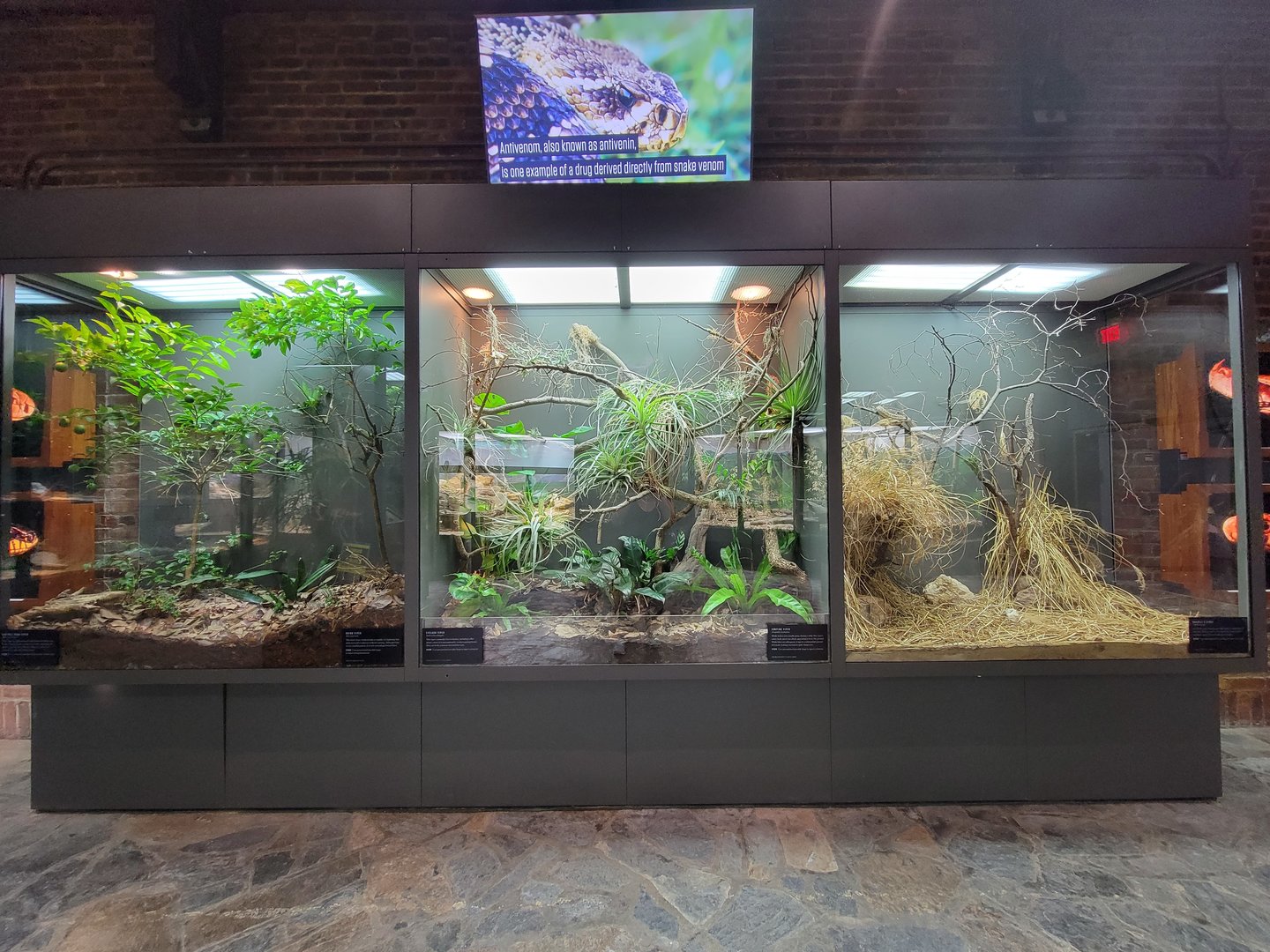 Toledo, Promedica Museum - Venomous Snakes, row of exhibits