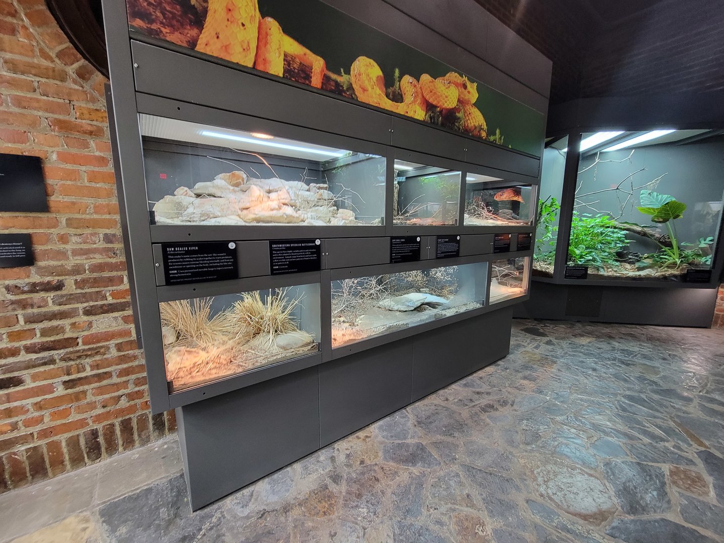 Toledo, Promedica Museum - Venomous Snakes, row of smaller species