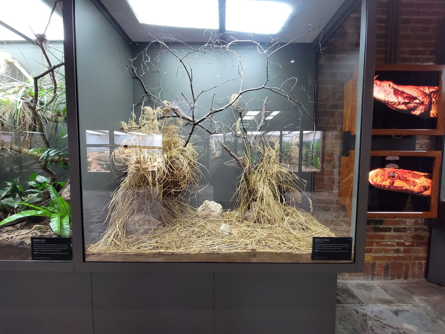 Toledo, Promedica Museum - Venomous Snakes, Russell's viper, Daboia russelii