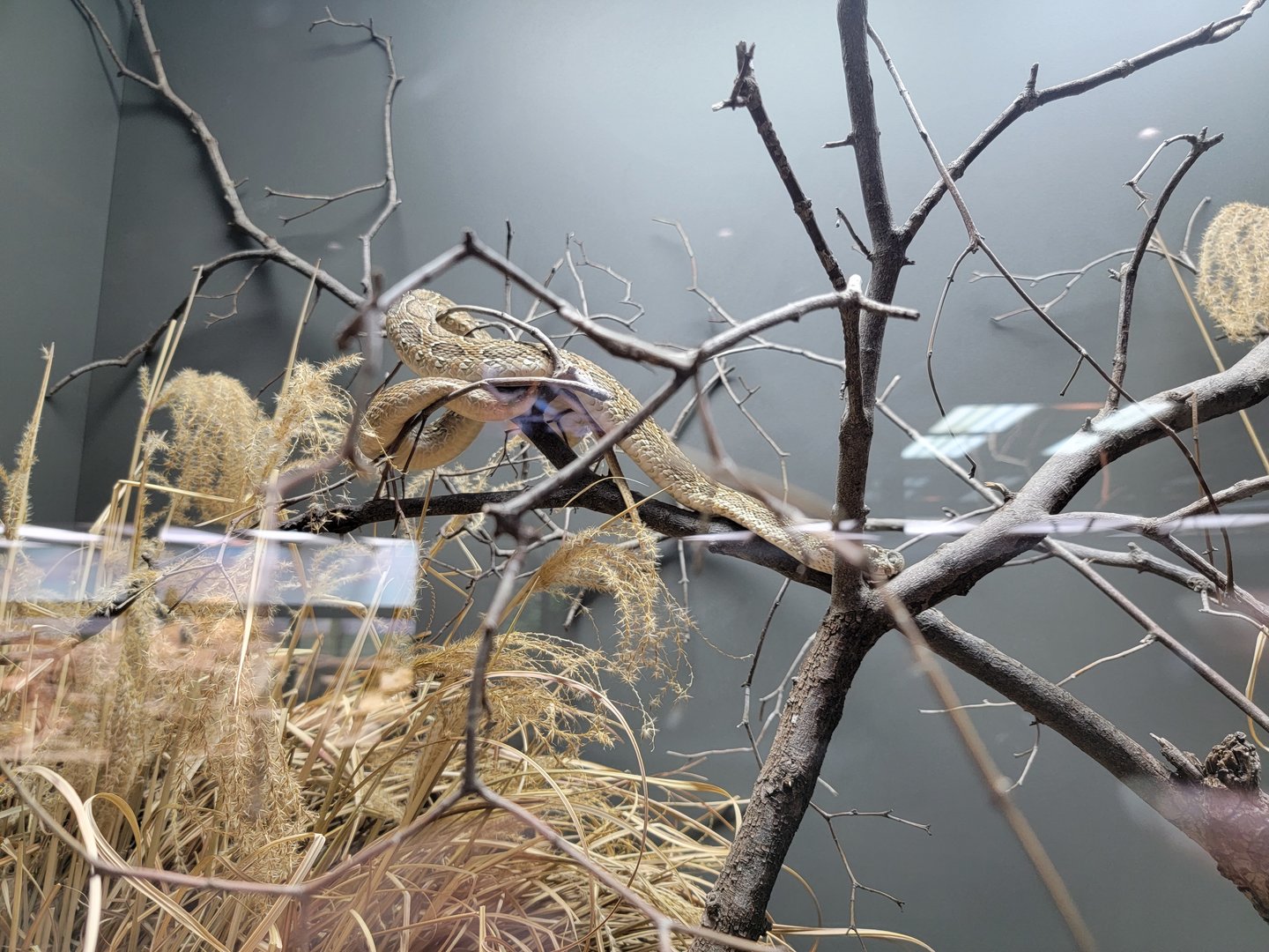 Toledo, Promedica Museum - Venomous Snakes, Russell's viper, Daboia russelii