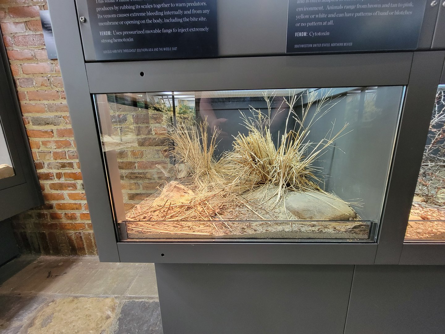 Toledo, Promedica Museum - Venomous Snakes, Saw-scaled viper, Echis carinatus