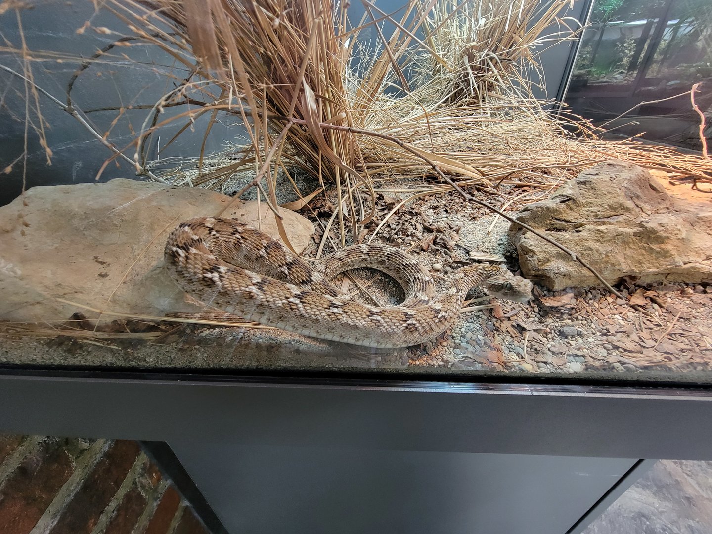 Toledo, Promedica Museum - Venomous Snakes, Saw-scaled viper, Echis carinatus