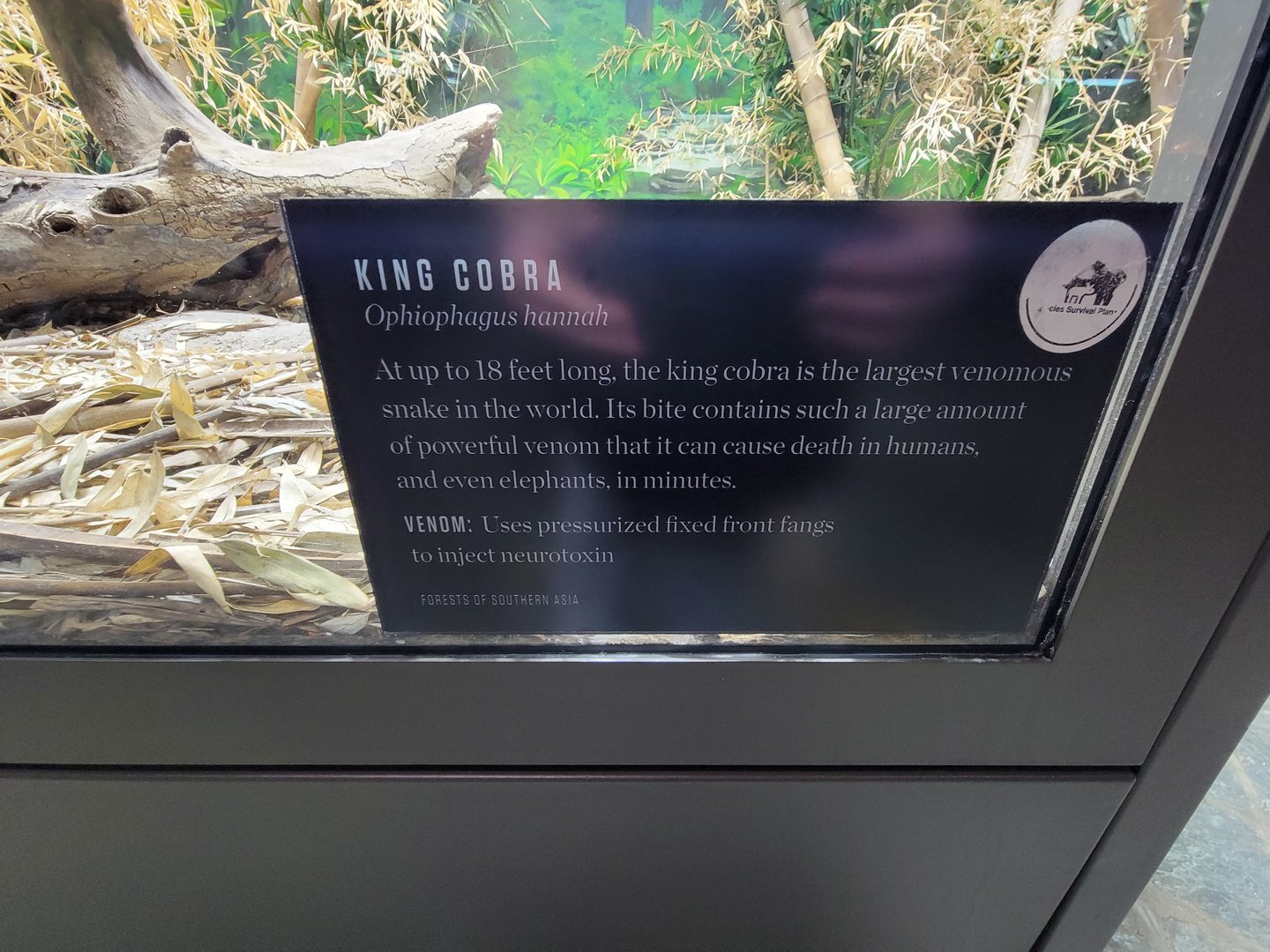 Toledo, Promedica Museum - Venomous Snakes, signage example (King cobra, Ophiophagus hannah)