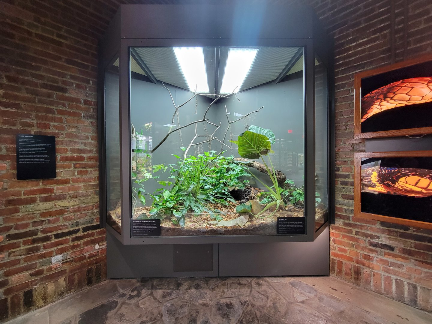 Toledo, Promedica Museum - Venomous Snakes, Southern American bushmaster (Lachesis muta) and green and black PDF