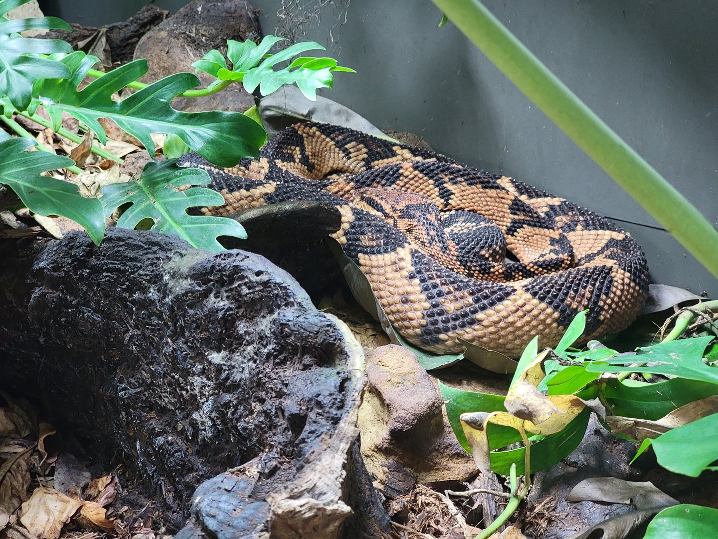 Toledo, Promedica Museum - Venomous Snakes, Southern American bushmaster (Lachesis muta)