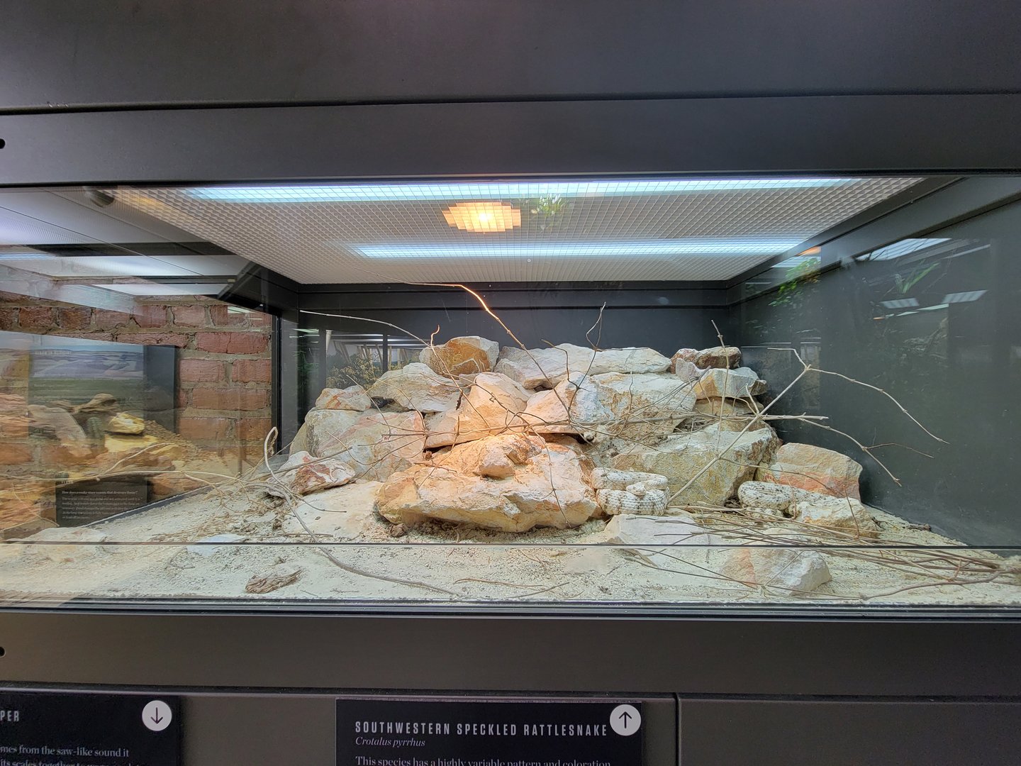 Toledo, Promedica Museum - Venomous Snakes, Southwestern specled rattlesnake, Crotalus pyrrhus