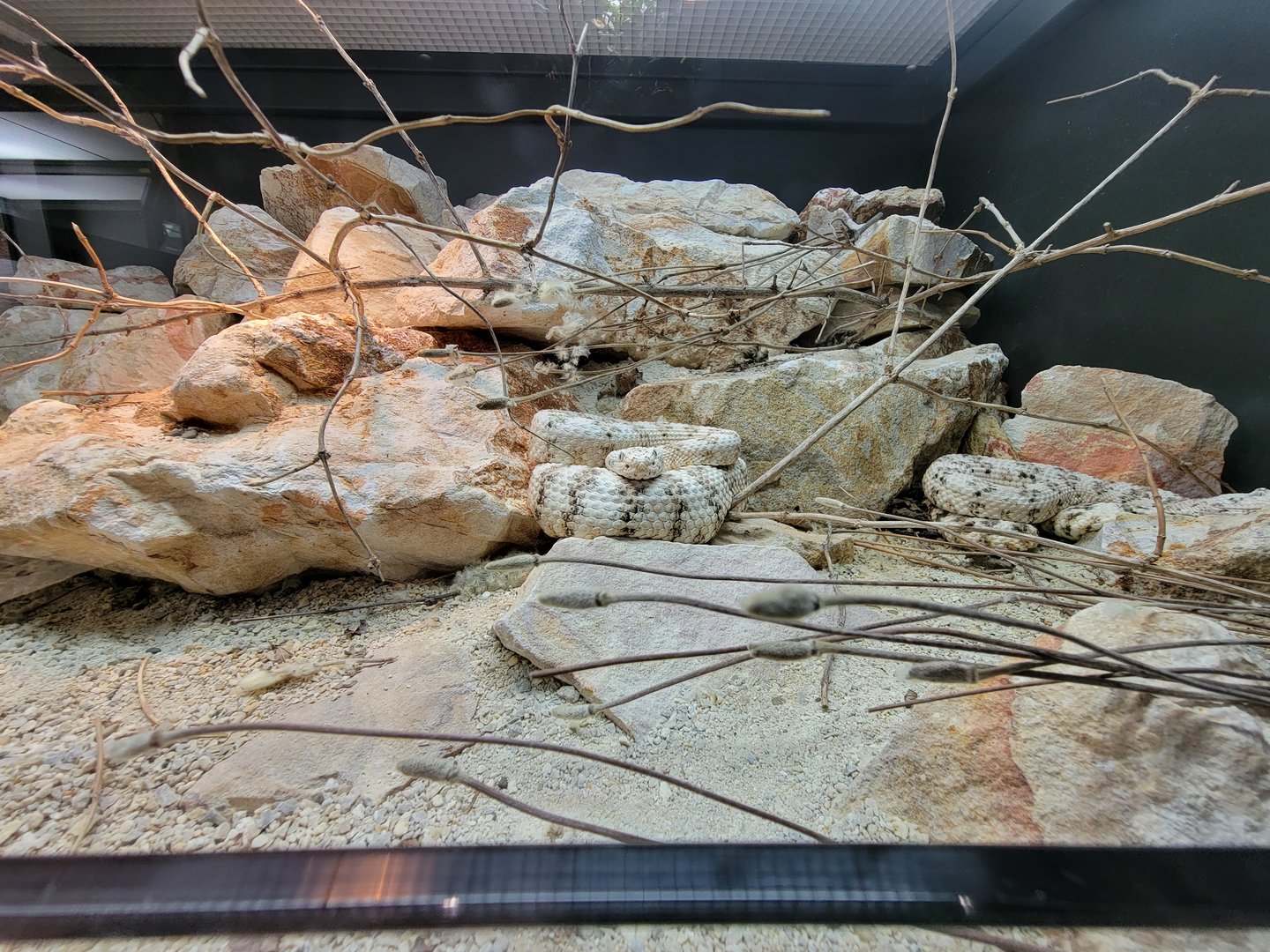 Toledo, Promedica Museum - Venomous Snakes, Southwestern specled rattlesnake, Crotalus pyrrhus