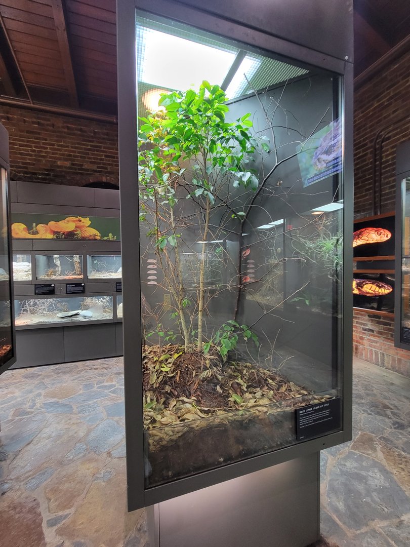 Toledo, Promedica Museum - Venomous Snakes, Trimeresurus insularis (White-lipped island pit viper, or various other names)