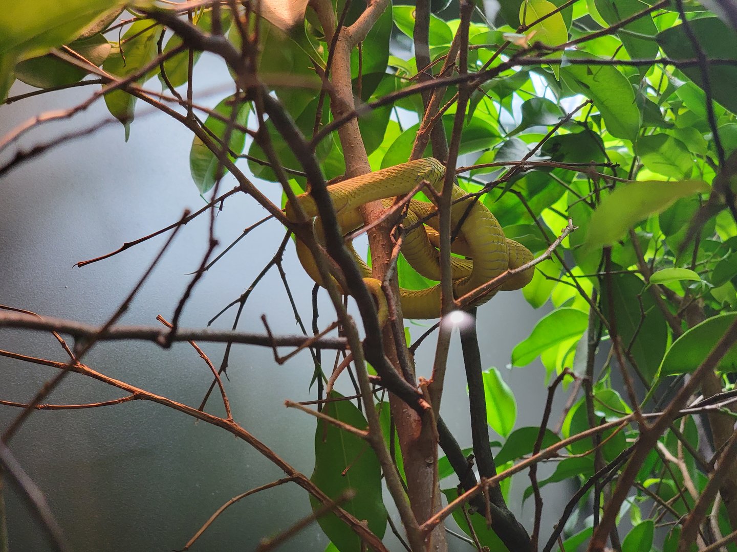 Toledo, Promedica Museum - Venomous Snakes, Trimeresurus insularis (White-lipped island pit viper, or various other names)