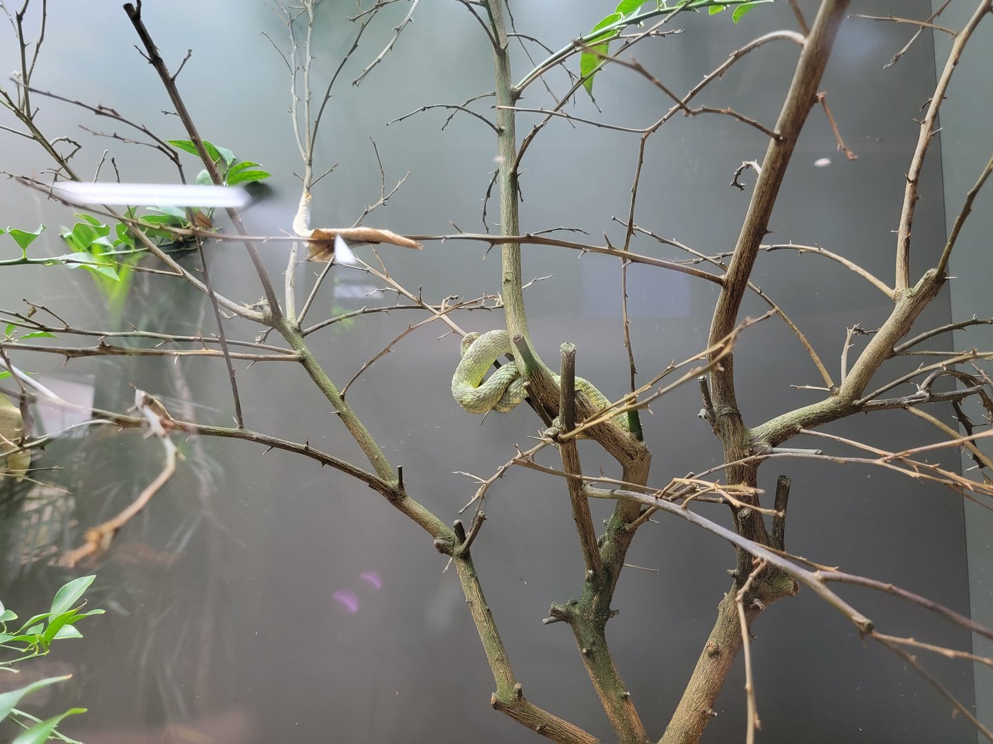 Toledo, Promedica Museum - Venomous Snakes, Variable bush viper, Atheris squamigera