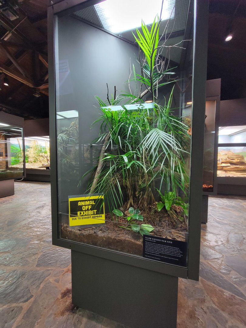Toledo, Promedica Museum - Venomous Snakes, Yellow-blotched palm viper, Bothriechis aurifer (off exhibit)