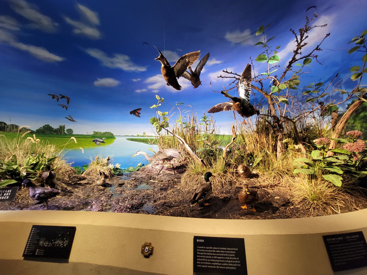 Toledo, Promedica Museum - Wetlands & Lakes, dioramas