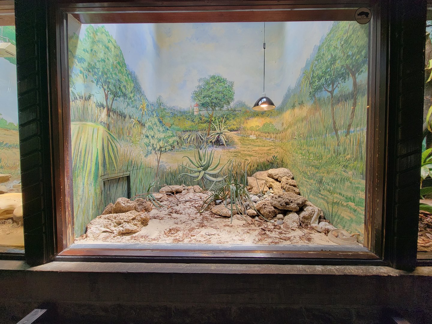 Toledo - Reptile House, Aruba island rattlesnake