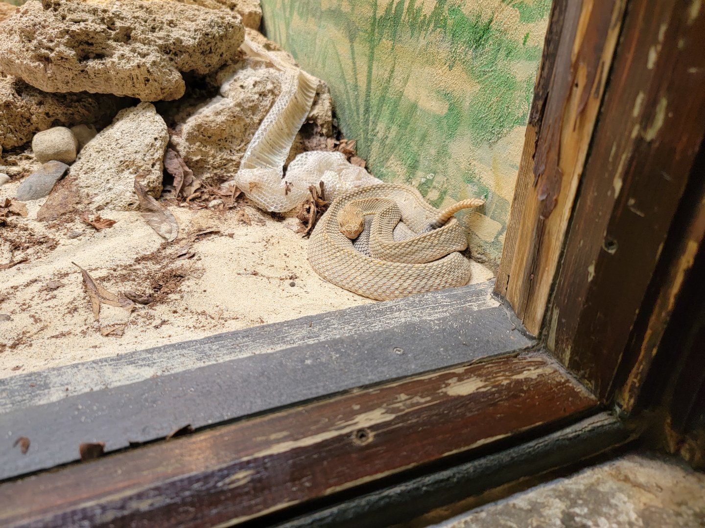 Toledo - Reptile House, Aruba island rattlesnake