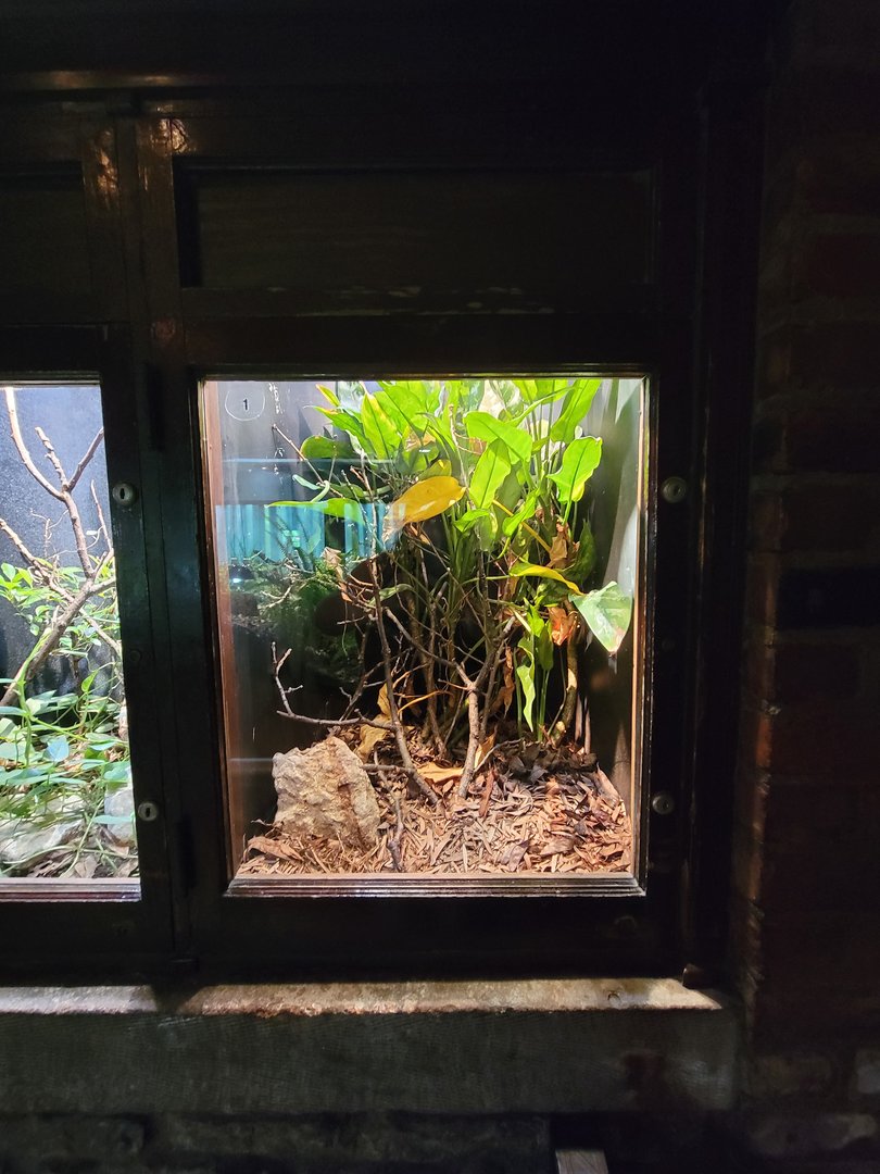 Toledo - Reptile House, Asian vine snake