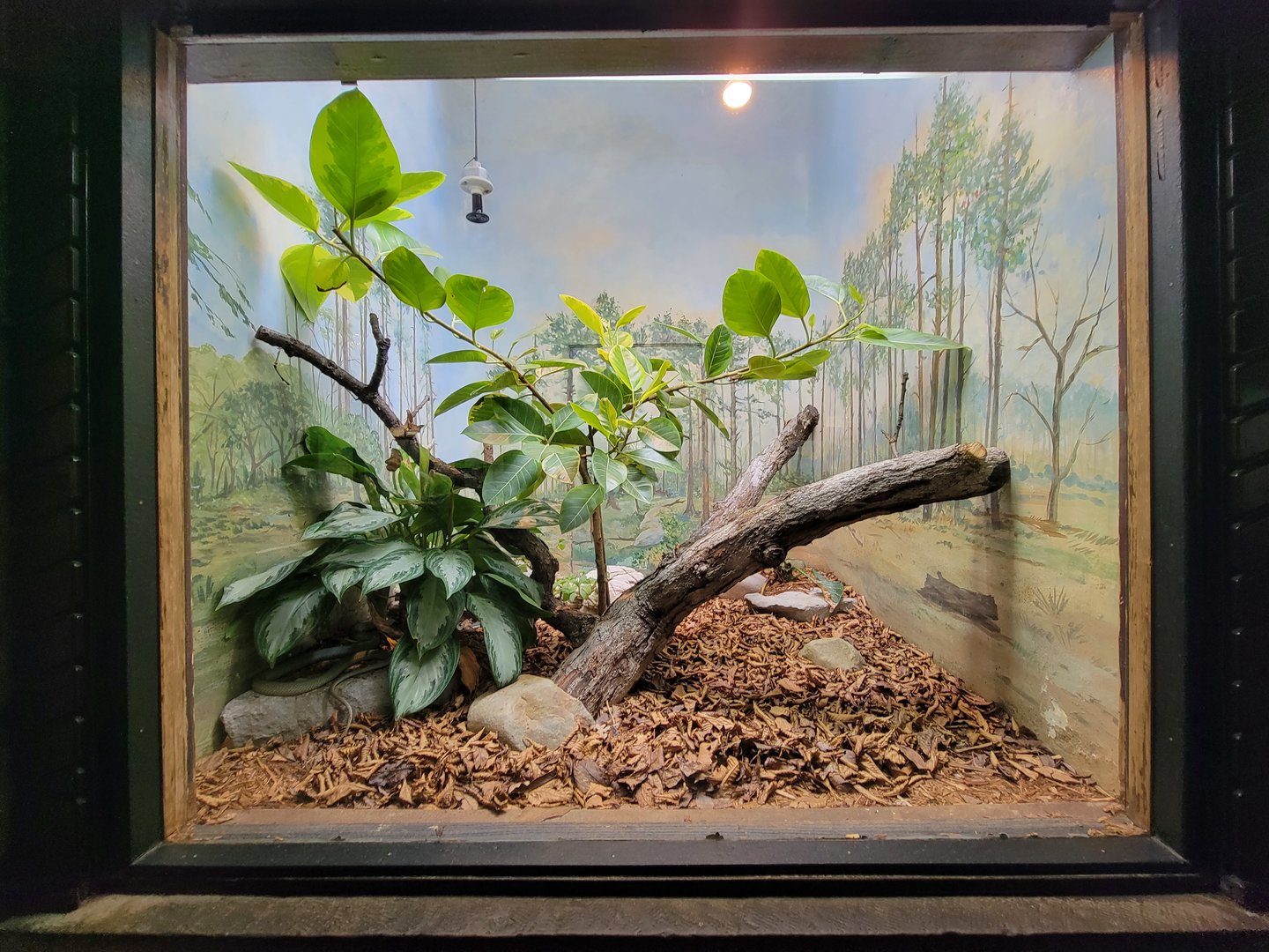Toledo - Reptile House, Baron's green racer
