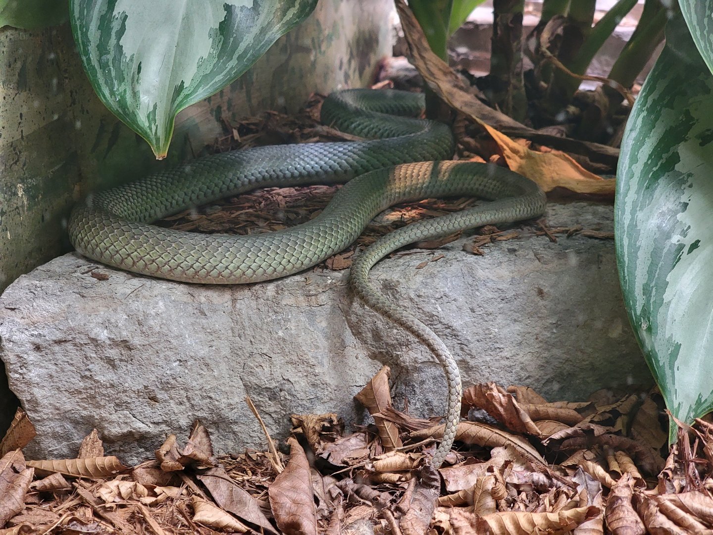 Toledo - Reptile House, Baron's green racer