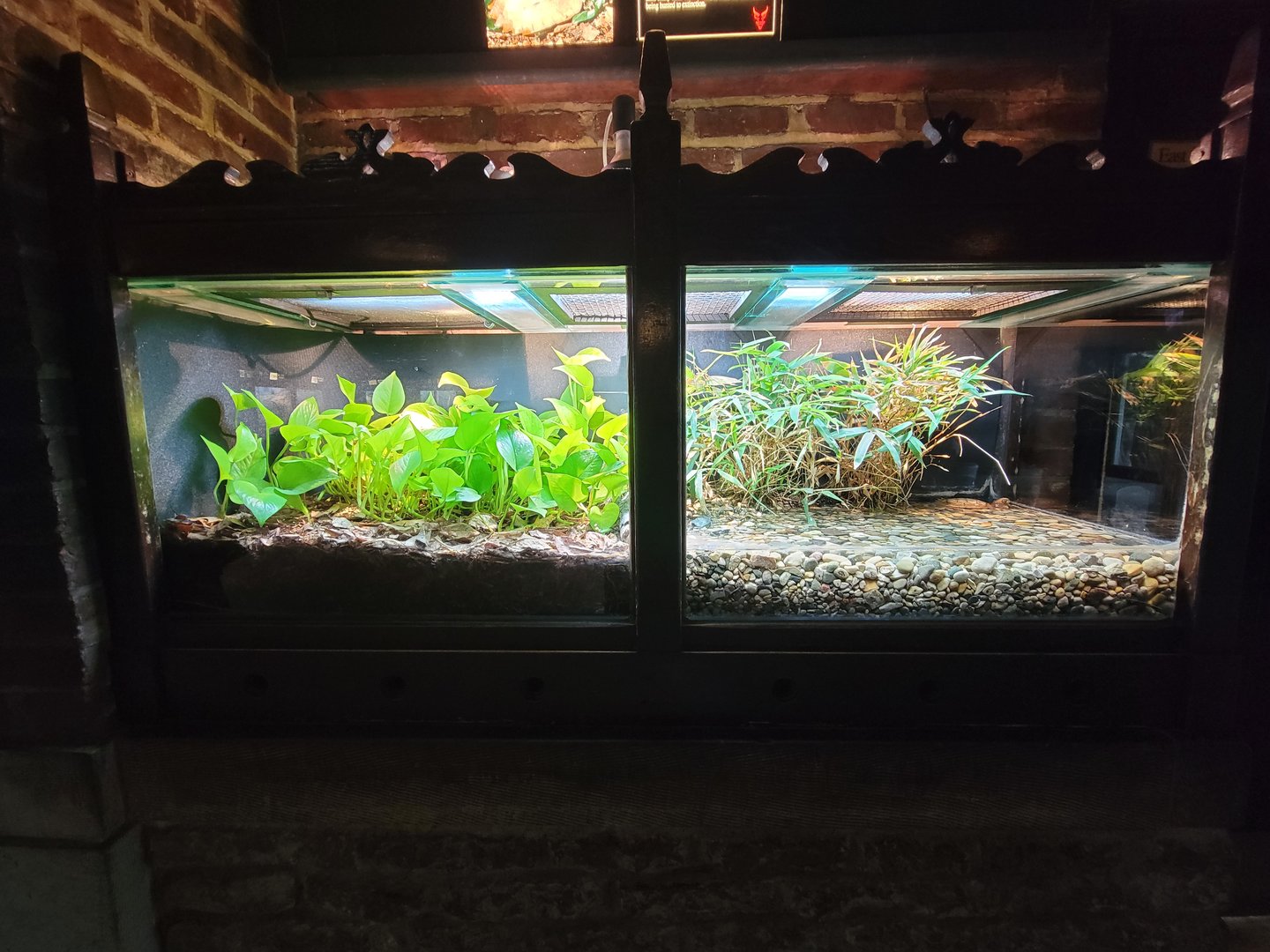 Toledo - Reptile House, Black-breasted leaf turtle