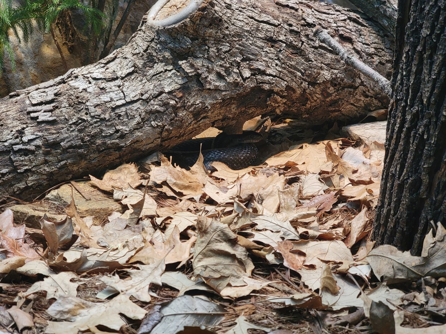 Toledo - Reptile House, Black rat snake