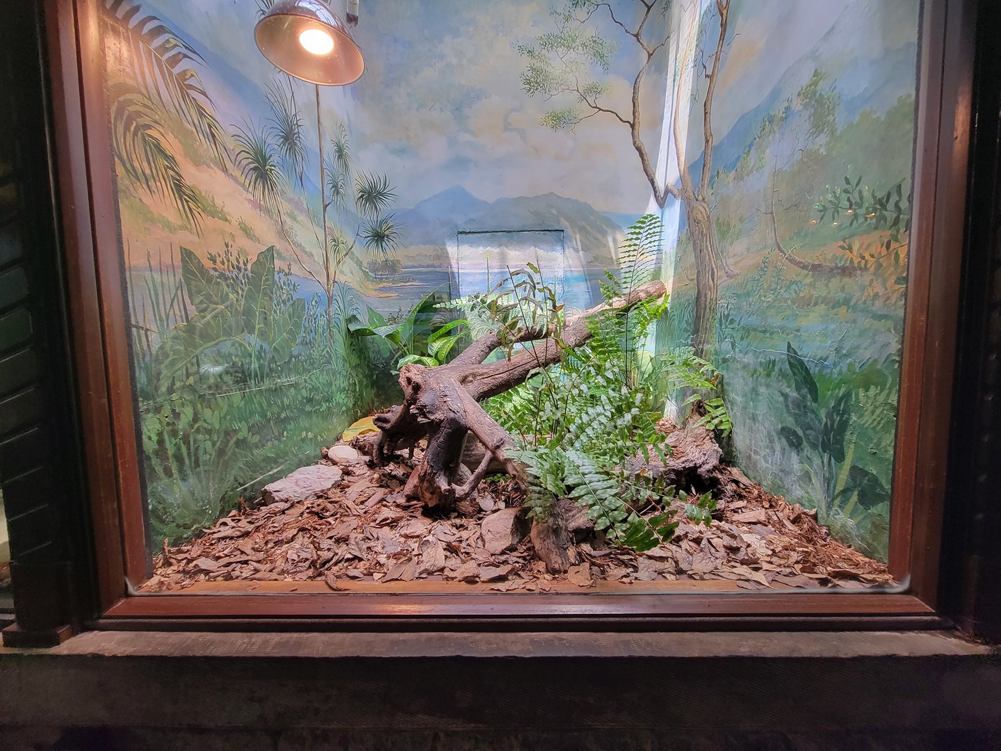 Toledo - Reptile House, Black-tailed cribo