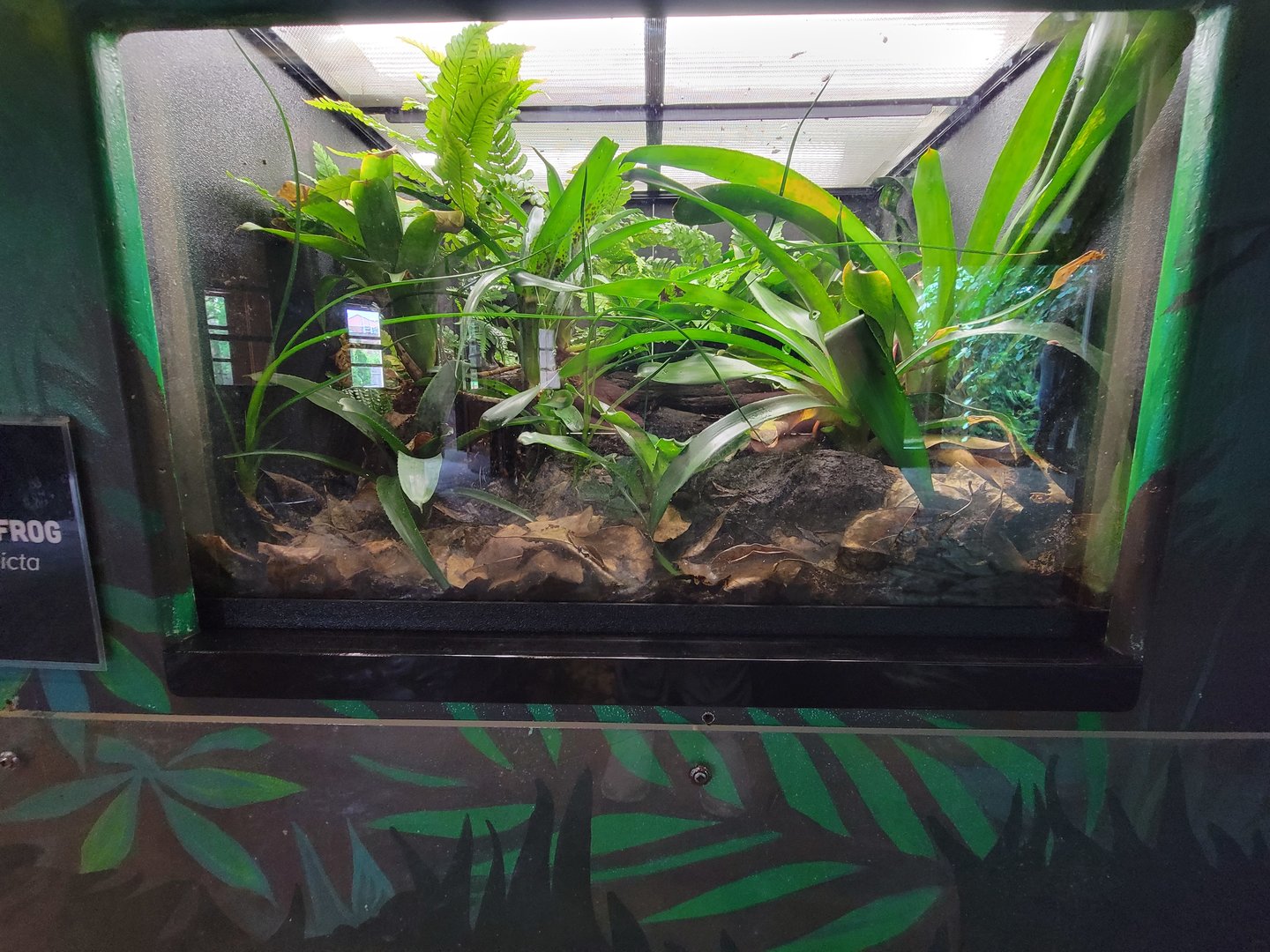 Toledo - Reptile House, Blessed poison dart frog