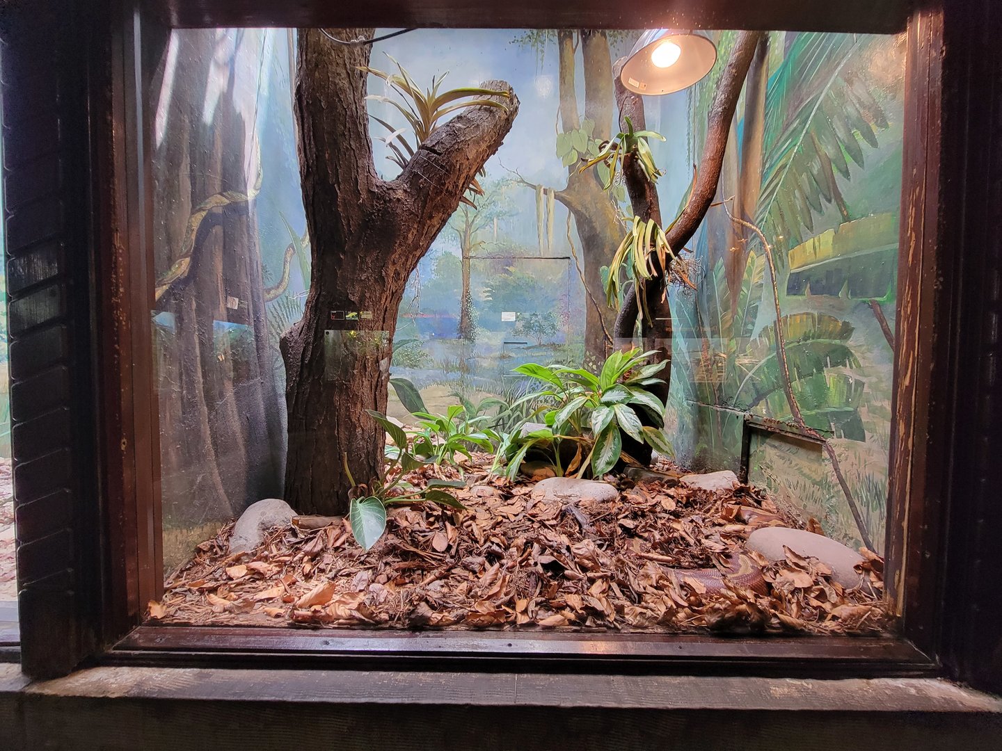 Toledo - Reptile House, Blood python