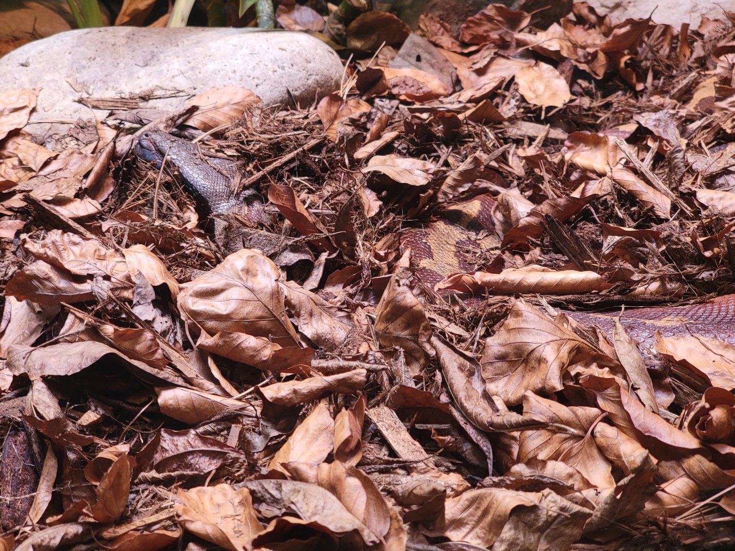 Toledo - Reptile House, Blood python