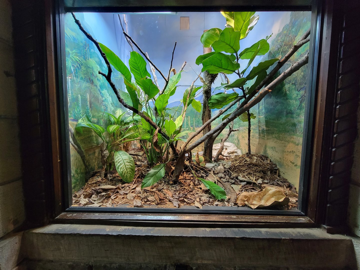 Toledo - Reptile House, Casque-headed iguana