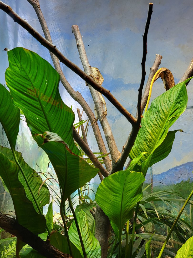 Toledo - Reptile House, Casque-headed iguana