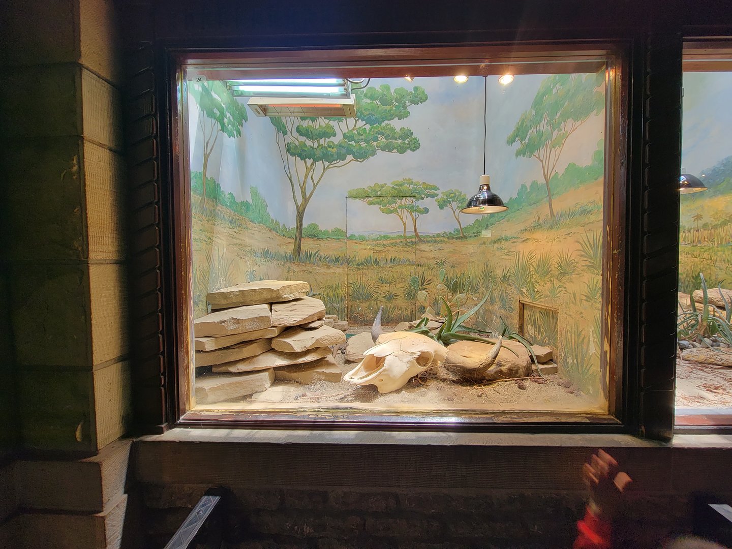 Toledo - Reptile House, Chuckwalla