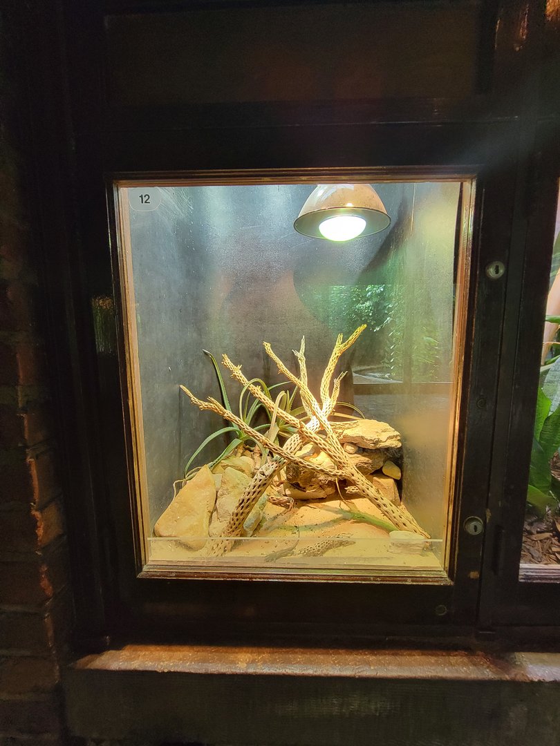 Toledo - Reptile House, Desert grasslands whiptail lizard