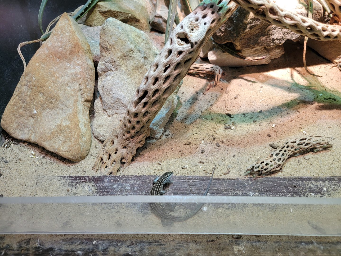 Toledo - Reptile House, Desert grasslands whiptail lizard
