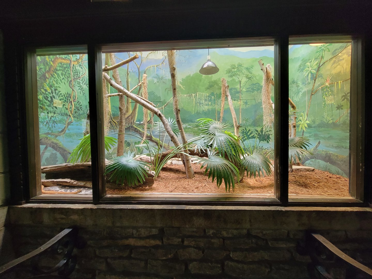 Toledo - Reptile House, Eastern diamondback, northern copperhead, corn snake, northern pine snake, green anole