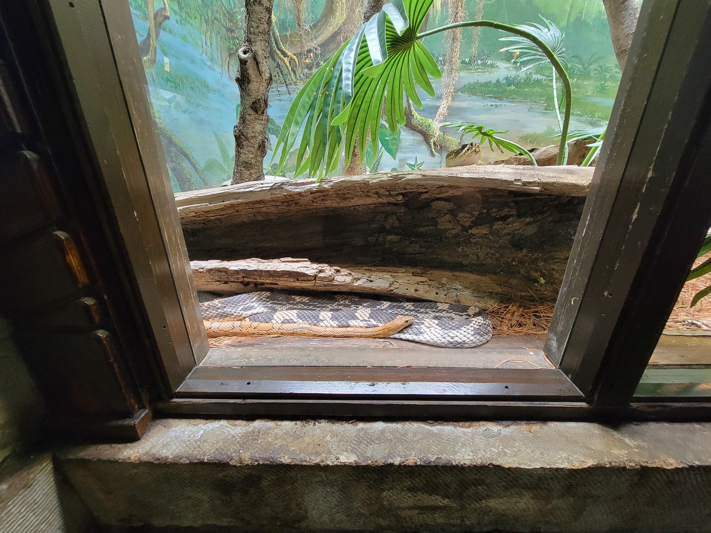 Toledo - Reptile House, Eastern diamondback saying hello :) above a corn snake and northern pine snake