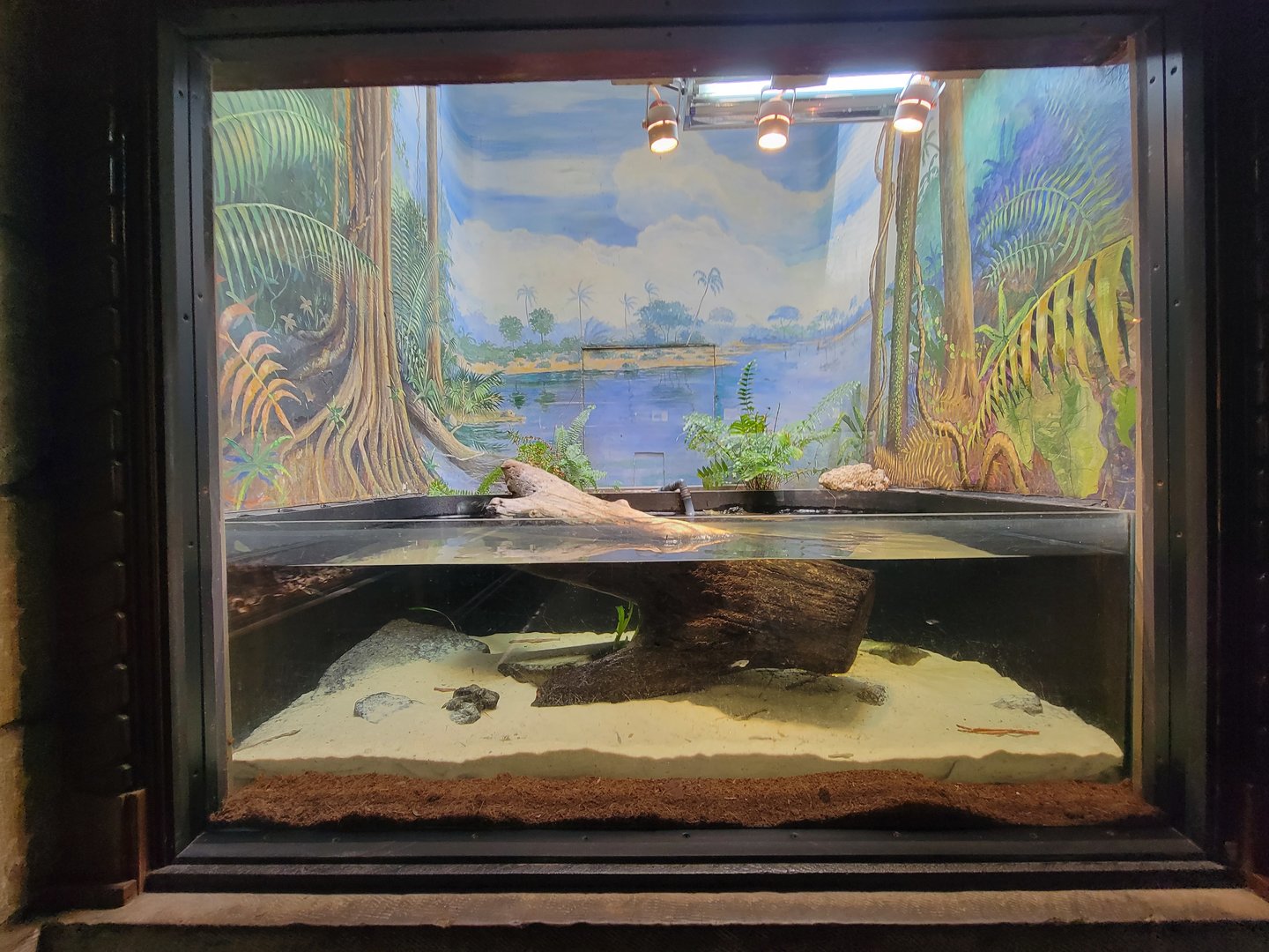 Toledo - Reptile House, Eastern spiny softshell turtle