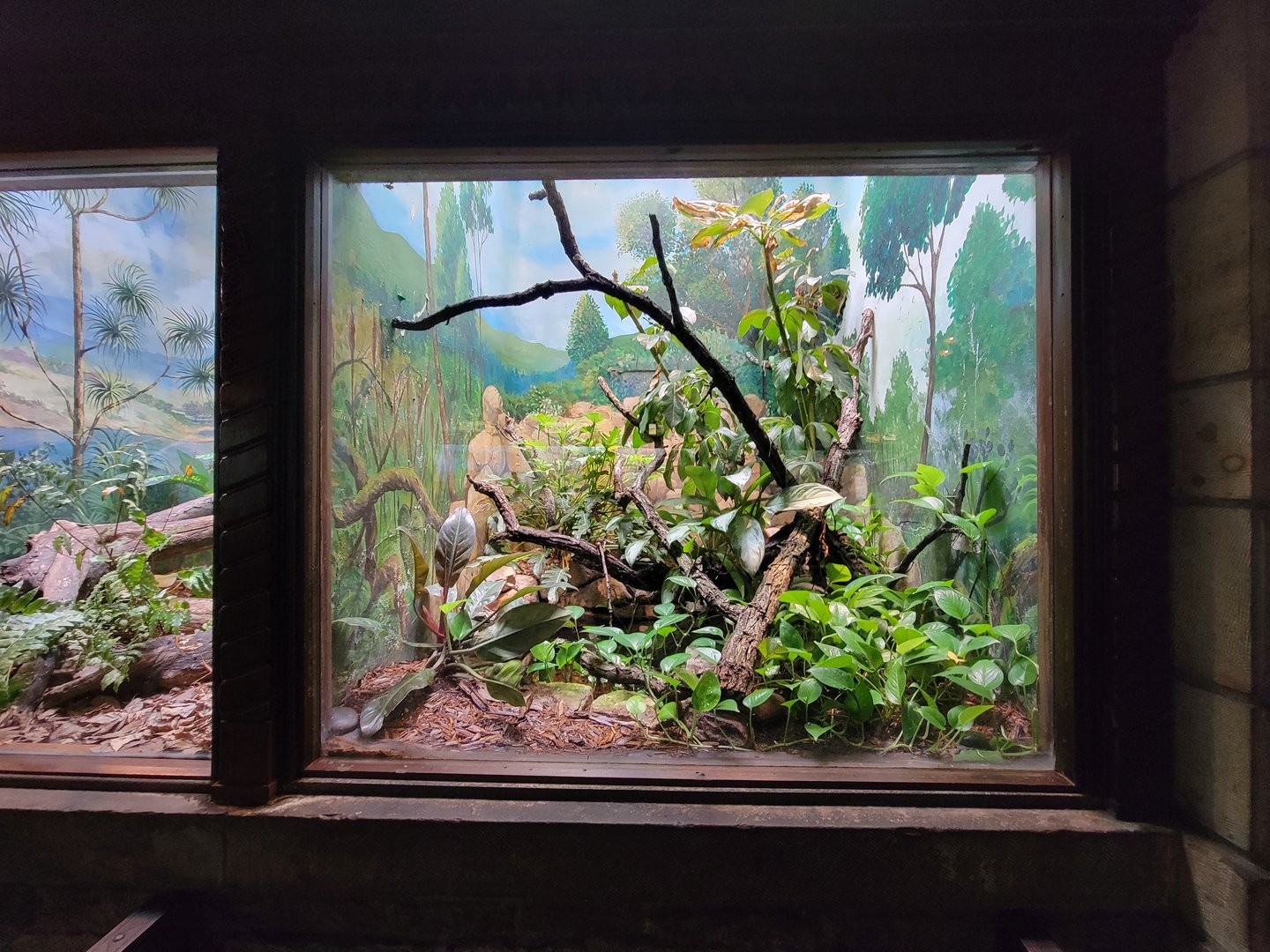 Toledo - Reptile House, Emerald tree boa and blue dyeing dart frog