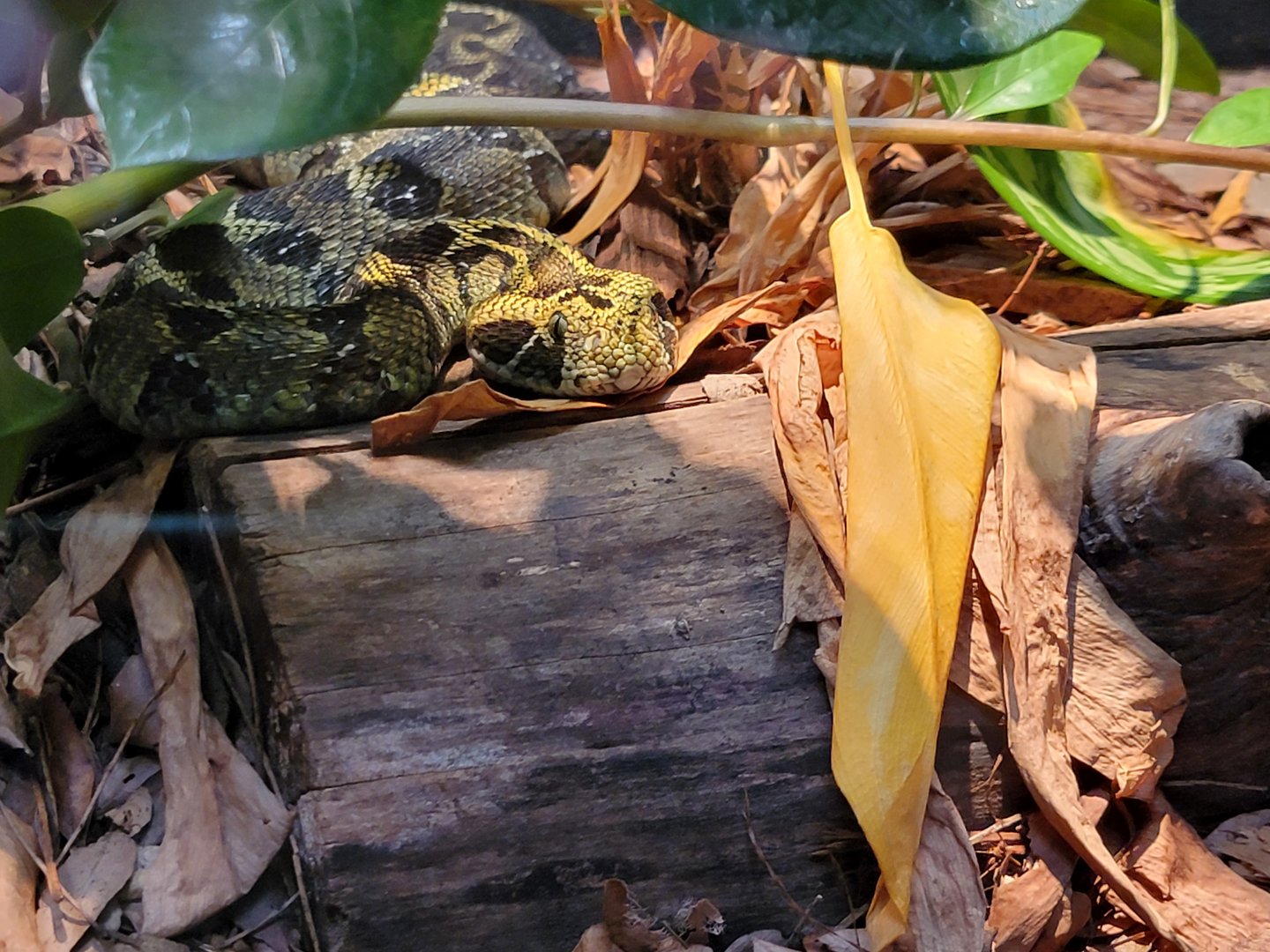 Toledo - Reptile House, Ethiopian mountain viper