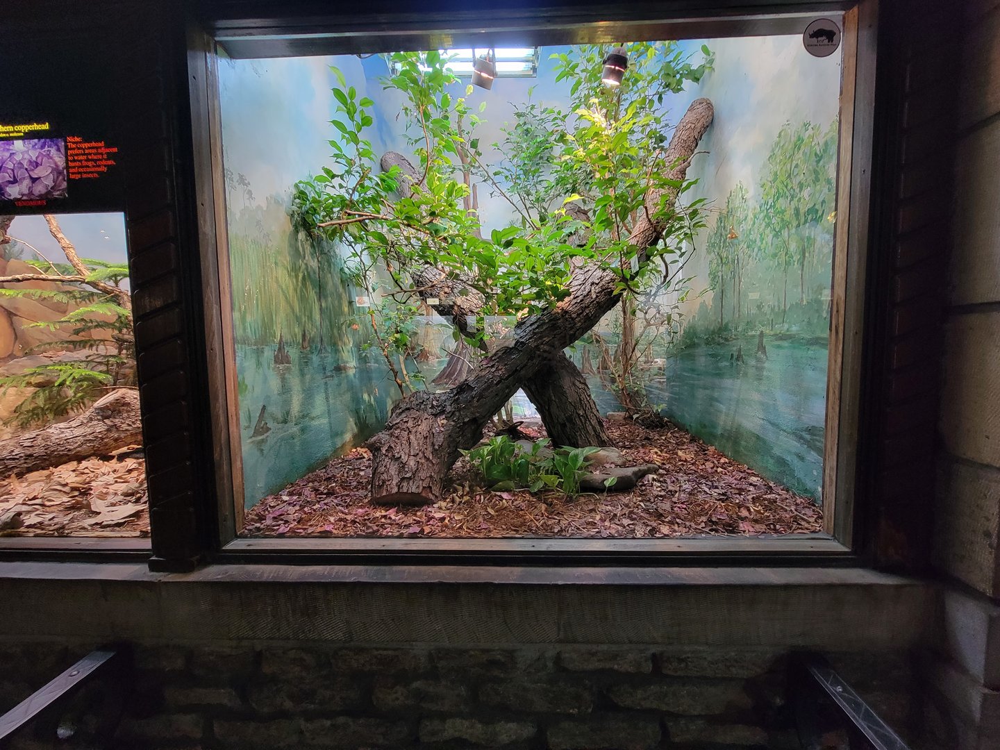 Toledo - Reptile House, Fiji Island banded iguana