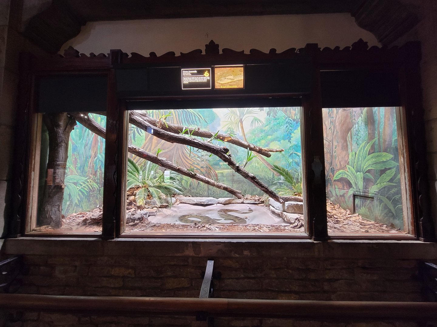 Toledo - Reptile House, Green anaconda