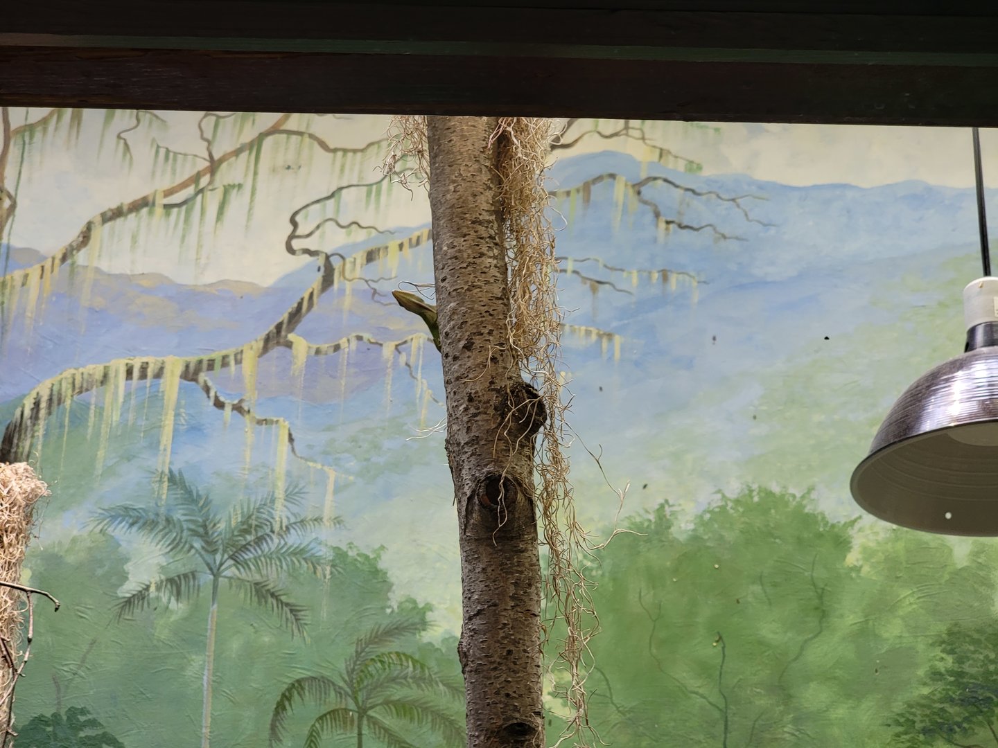 Toledo - Reptile House, Green anole