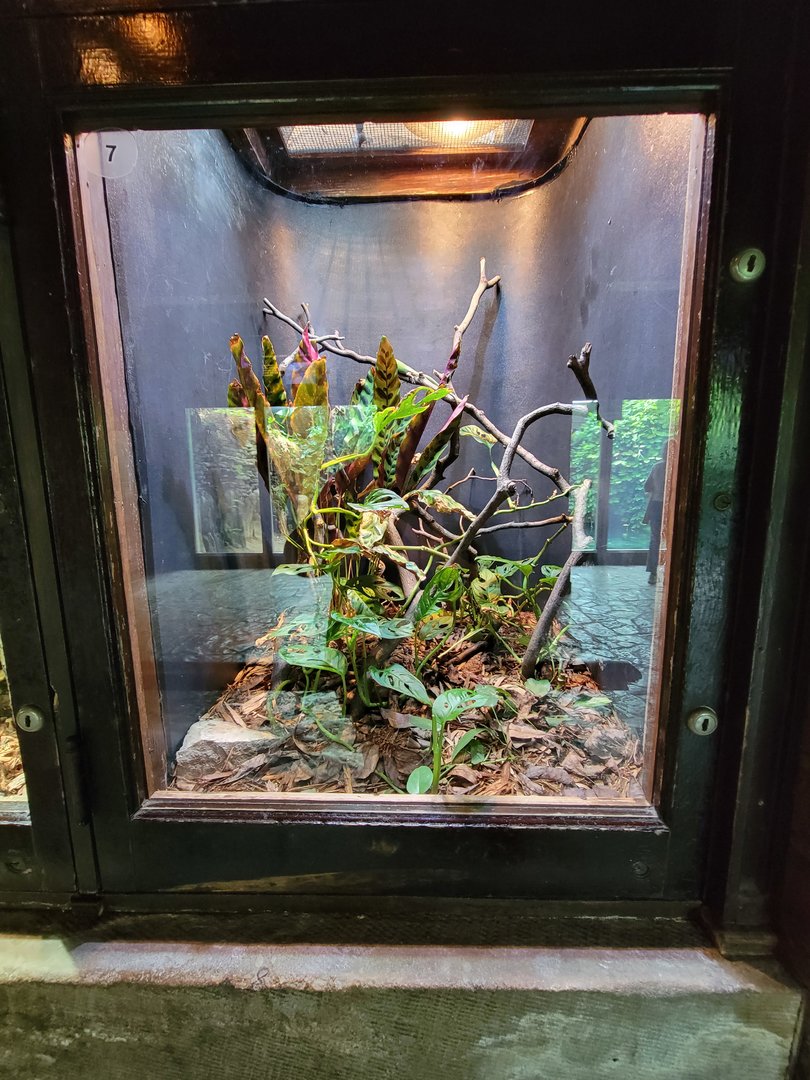 Toledo - Reptile House, Green tree skink