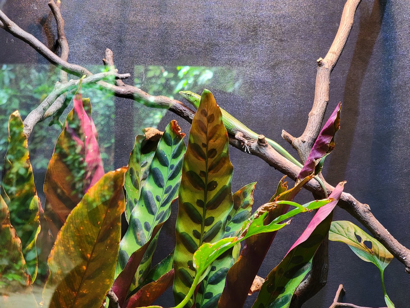 Toledo - Reptile House, Green tree skink